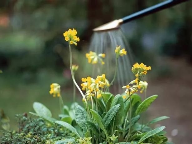 露台上的植物怎么过冬,植物过冬的方式有哪些