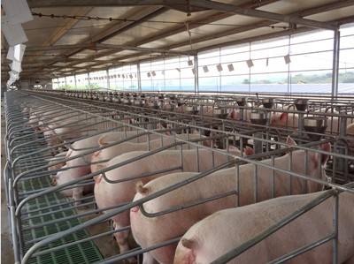 如何提高母猪的产仔率,提高母猪胎产数量的方法