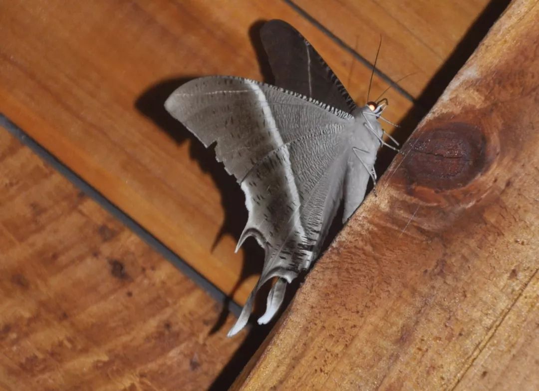 传说中的蛊虫真的有吗,传说中的扑棱蛾子