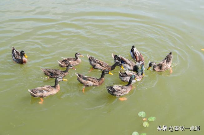 猪人工授精的步骤及注意事项,鸡人工授精方法及注意事项