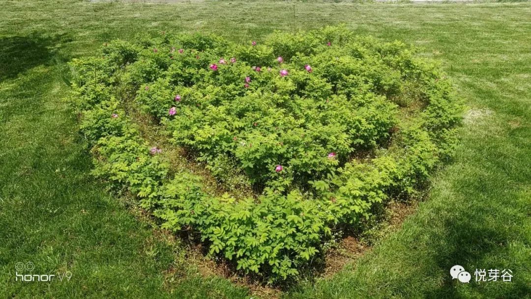 春末夏初,美美的三炫等你来