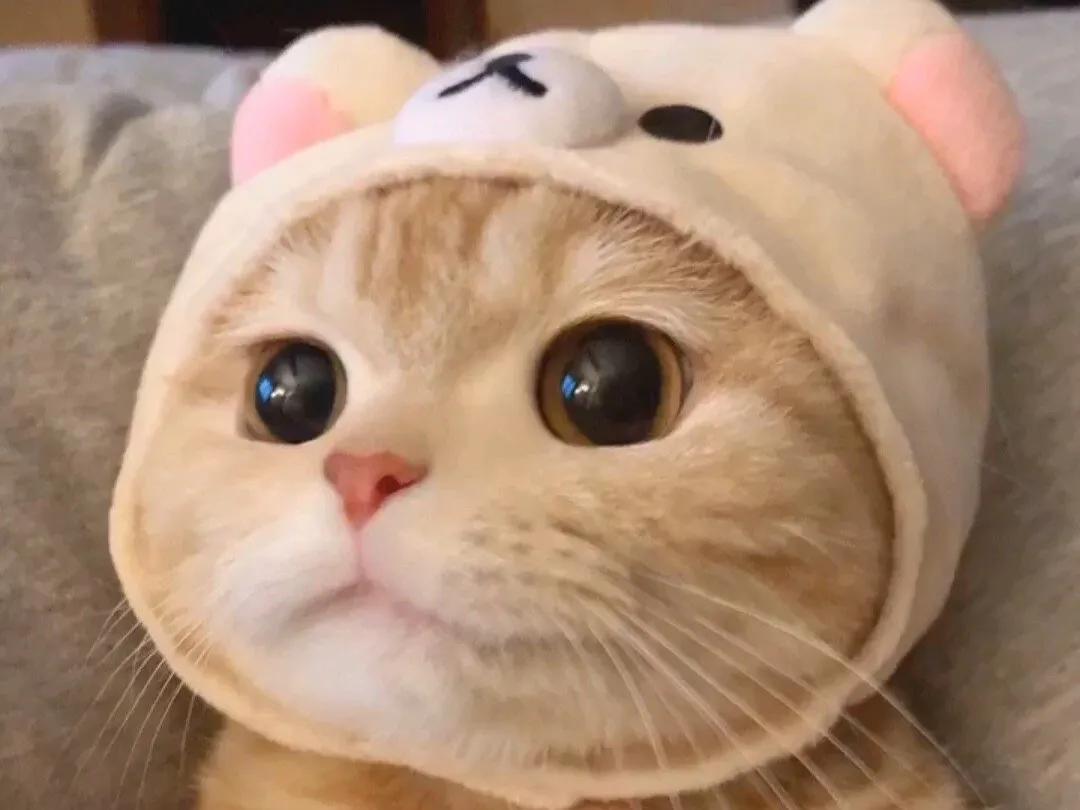 猫咪泌尿道综合征能痊愈吗,宠物医生说猫咪