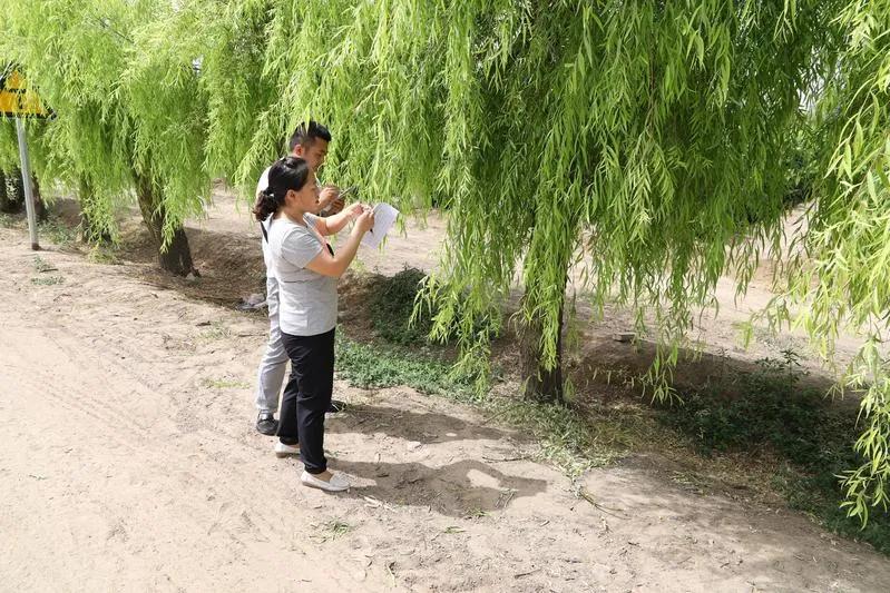 民勤全面开展光肩星天牛防治工作,光肩星天牛防治工作总结