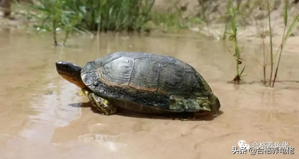 安利几个小技巧给你,怎么安利杰尼龟