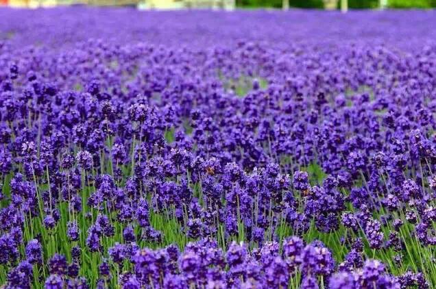 蓝紫色花系植物,蓝紫色系花境植物