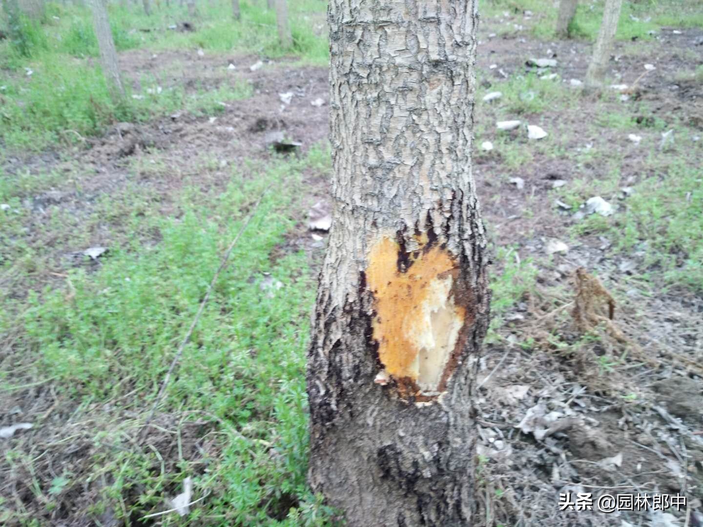 槐树树干上长疙瘩,国槐树干长疙瘩怎么回事