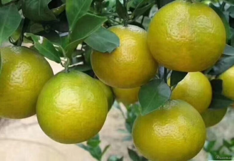 皇帝柑种植的技术和管理,皇帝柑的种植管理方法