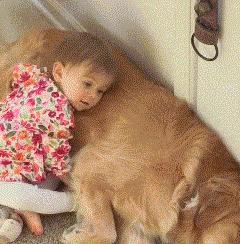 为啥金毛性格温顺,金毛的优缺点及性格介绍