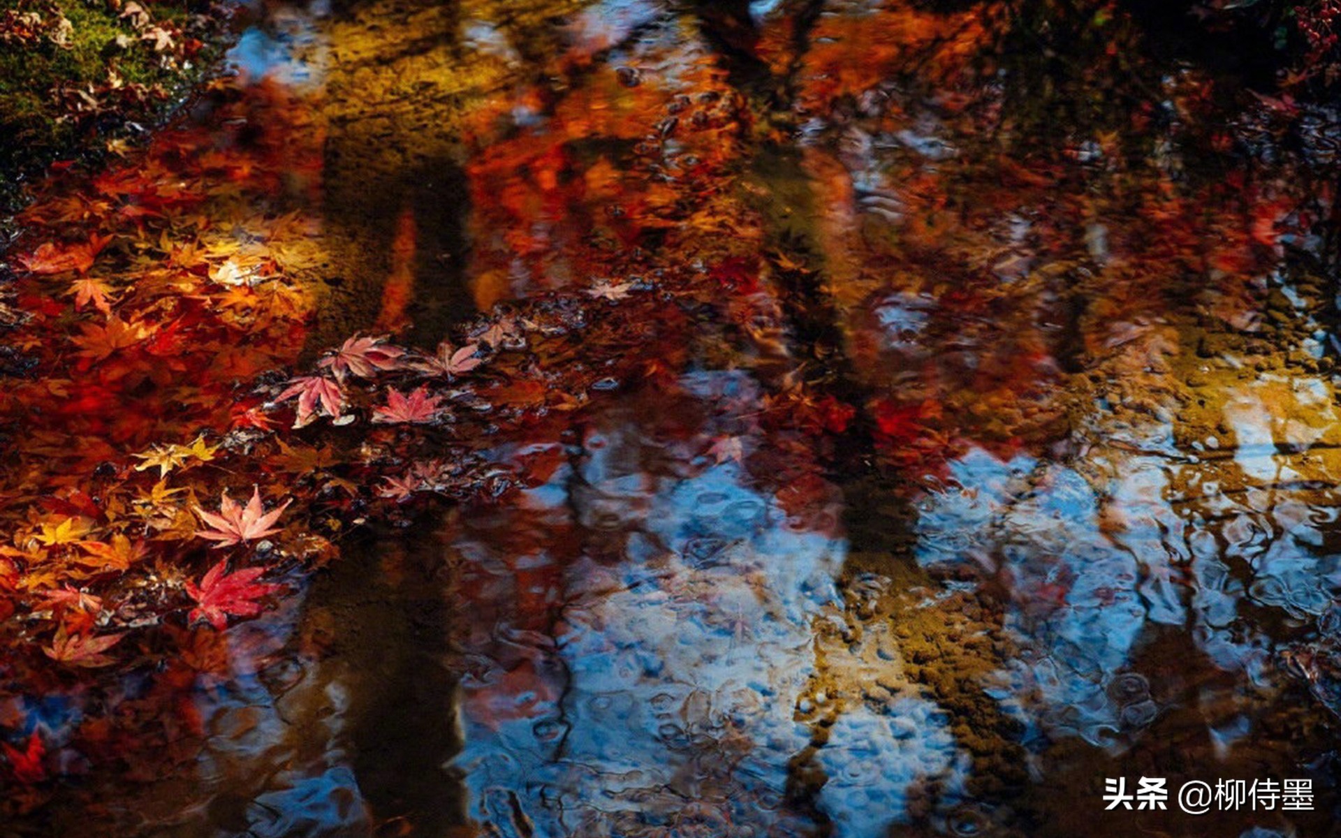 秋天拍照红叶姿势大全,秋天拍摄红叶的方法