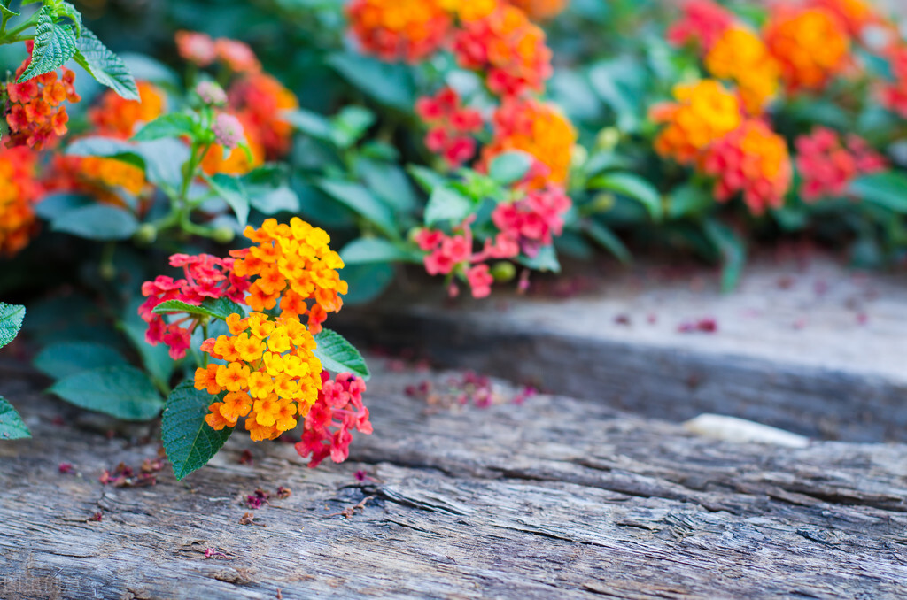 100种常见园林图鉴,列举20类不同的园林花卉