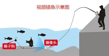 每天百斤鱼获的秘密,牵扯出锚鱼者极力隐藏的“血腥杀戮”