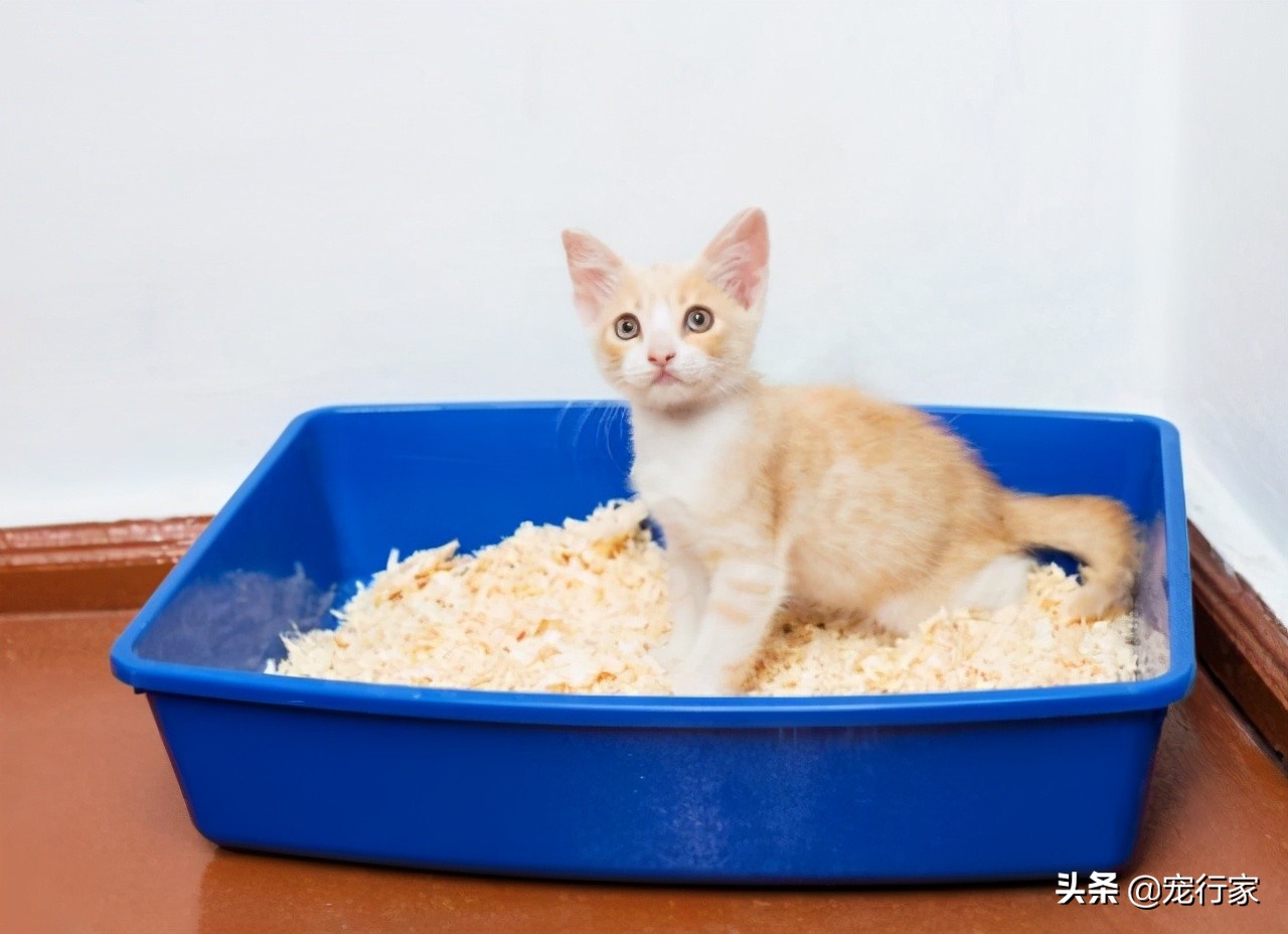 猫咪乱尿但尿得少乱叫,猫咪乱尿会不会因为猫砂太硬
