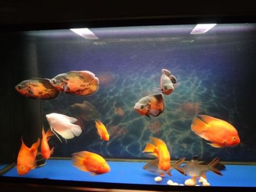 观赏鱼打什么药水消毒比较好,给观赏鱼可以用紫药水吗