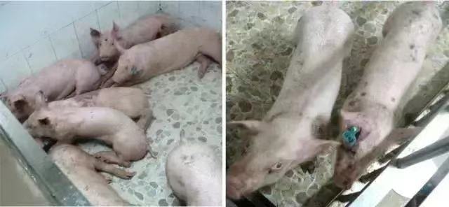 《抗非瘟战略如何布置，分期治疗是关键》——深度剖析