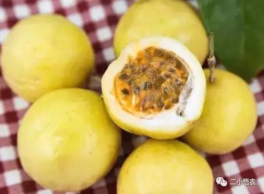 进口高端水果种植,种植技术难经济效益高的水果