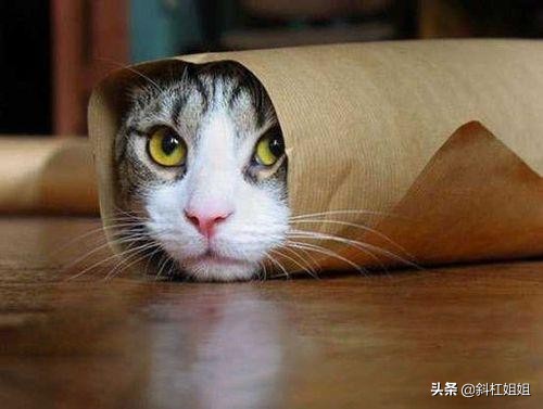 猫咪一辈子不出门,猫咪一辈子不出门会怎样