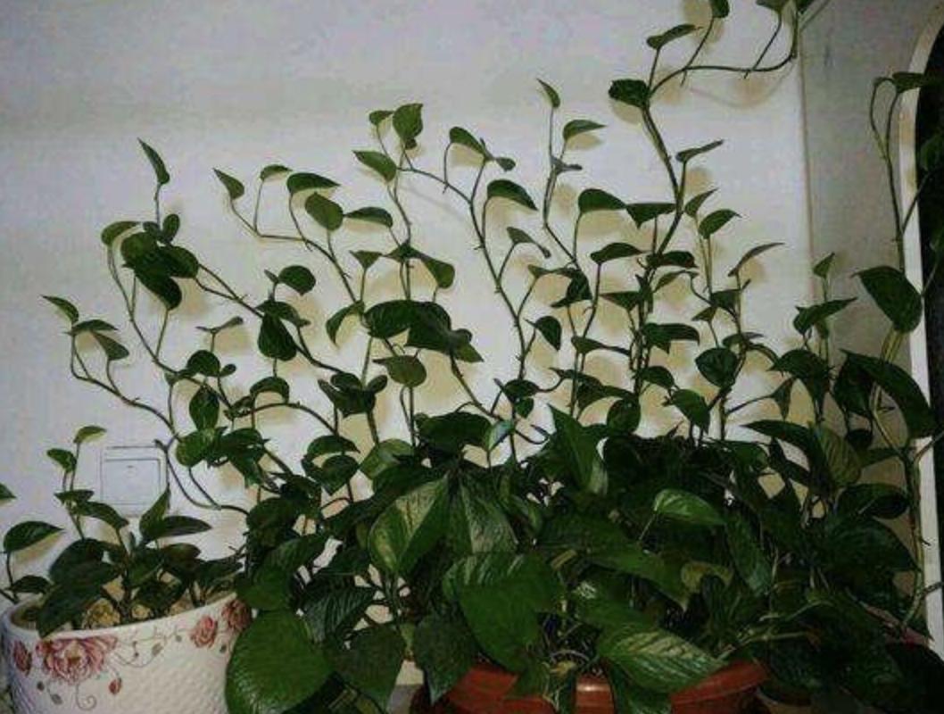 绿萝怎么养才能向柱子爬,绿萝刚拿回来怎么养才能更旺盛