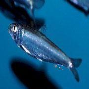 为什么海有蓝色和黄色,鱼是怎么放屁的