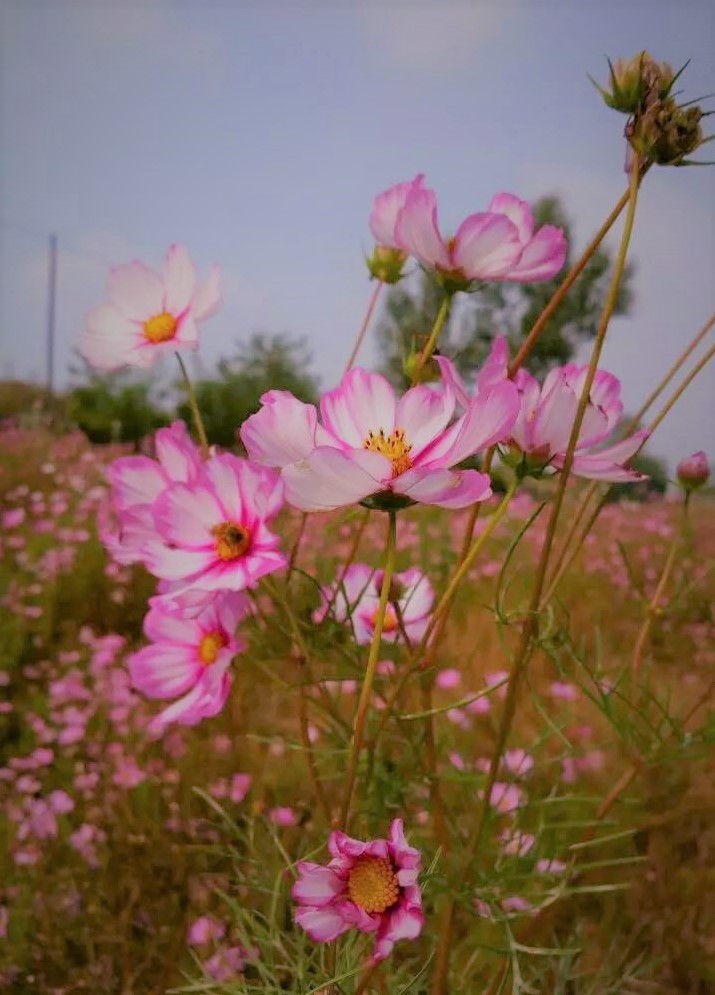 大连铭湖牧场一日游攻略,大连铭湖牧场观光图片