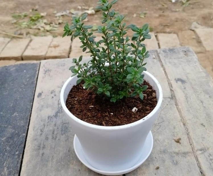 盆花怎样施肥效果好呢,花卉施肥过多怎么补救呢