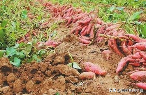 冷棚红薯苗的栽培管理,河北红薯育苗栽培与管理技术