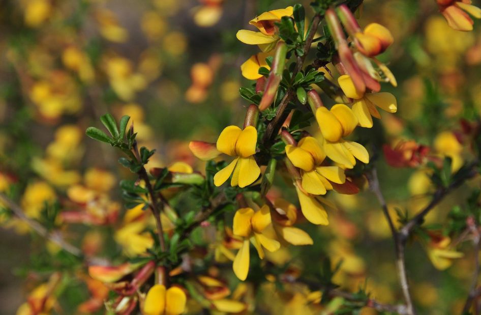 在云南，做一个“花吃”，挺好