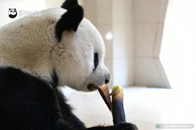熊猫花花的脾气有多大,熊猫的脾气跟棕熊的脾气