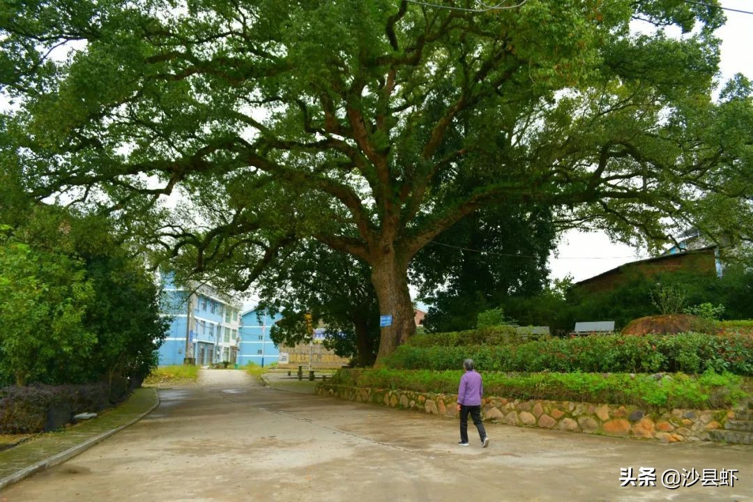 沙县总共有几个乡镇,沙县是属于哪个市