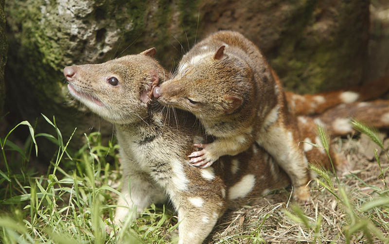 盘点动物界的奇葩恋爱,动物界的奇葩配偶方式