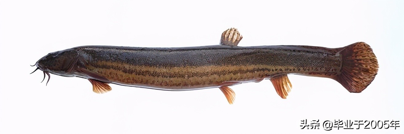 大连近海常见鱼类图鉴,大连哪里可以垂钓淡水鱼