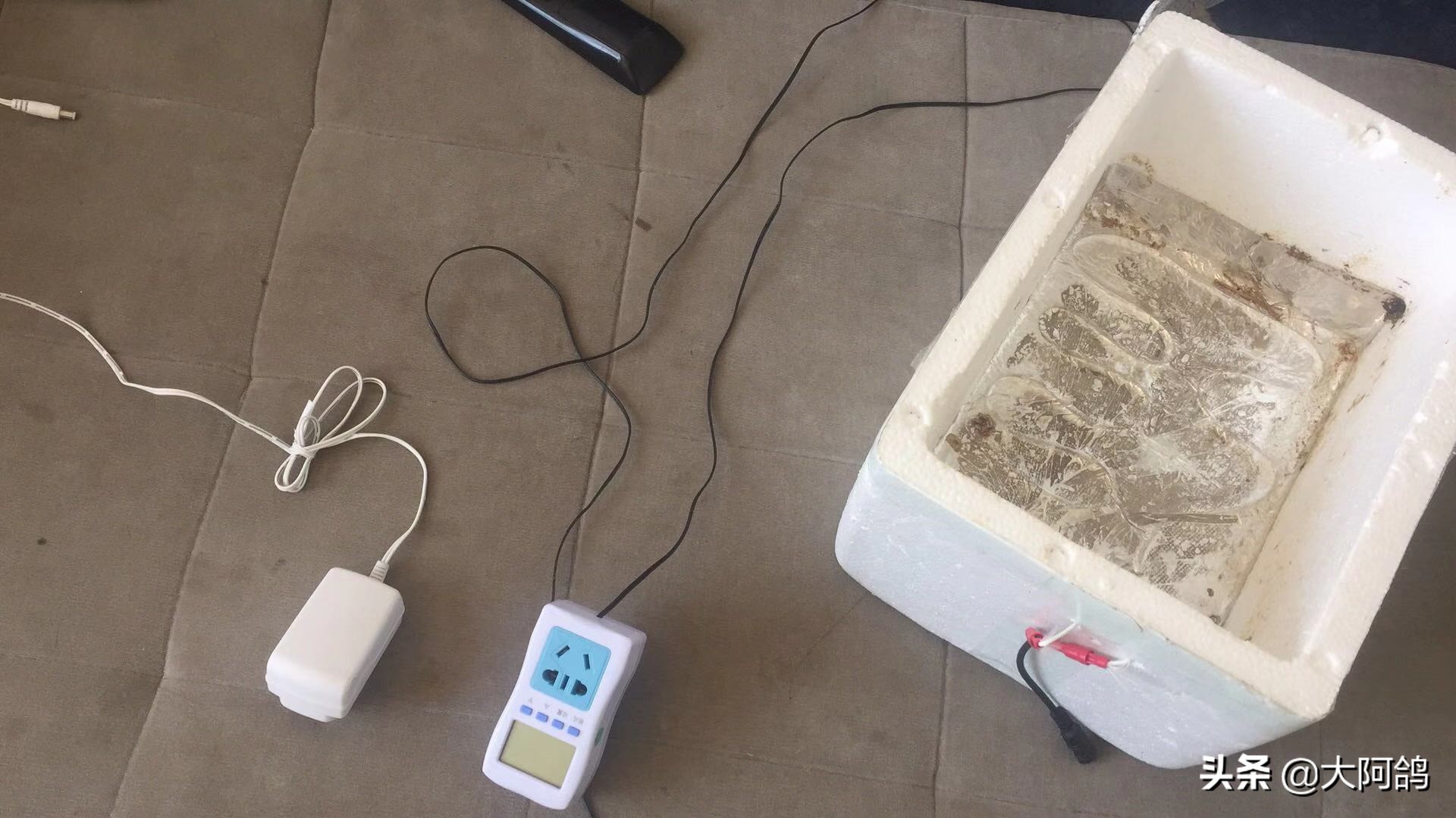 自制鹌鹑蛋简易孵化器,如何不用孵化器简单孵化鹌鹑蛋