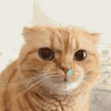 急性鼻窦炎和慢性鼻窦炎的区别,慢性鼻窦炎用什么消炎药有效果