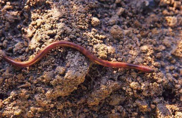 苋菜病虫害,苋菜生虫小妙招