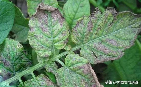 马铃薯豆角病害图谱,马铃薯病害图谱大全