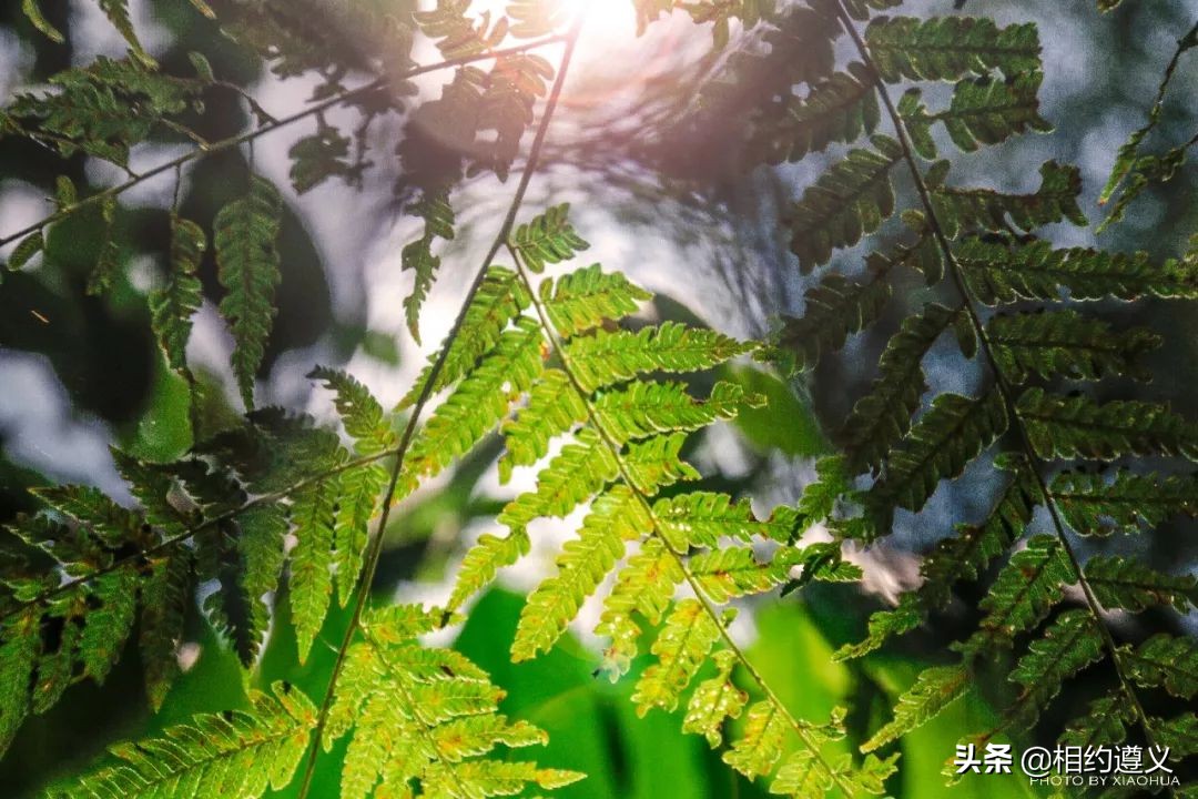 赤水大瀑布 侏罗纪公园 (世界唯一保留的侏罗纪原始公园)