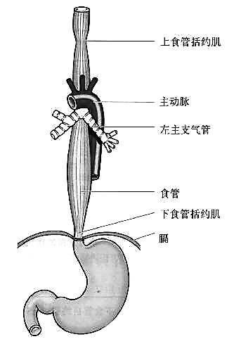 麻醉术后一定要禁食6小时吗,为什么麻醉手术前要打阿托品