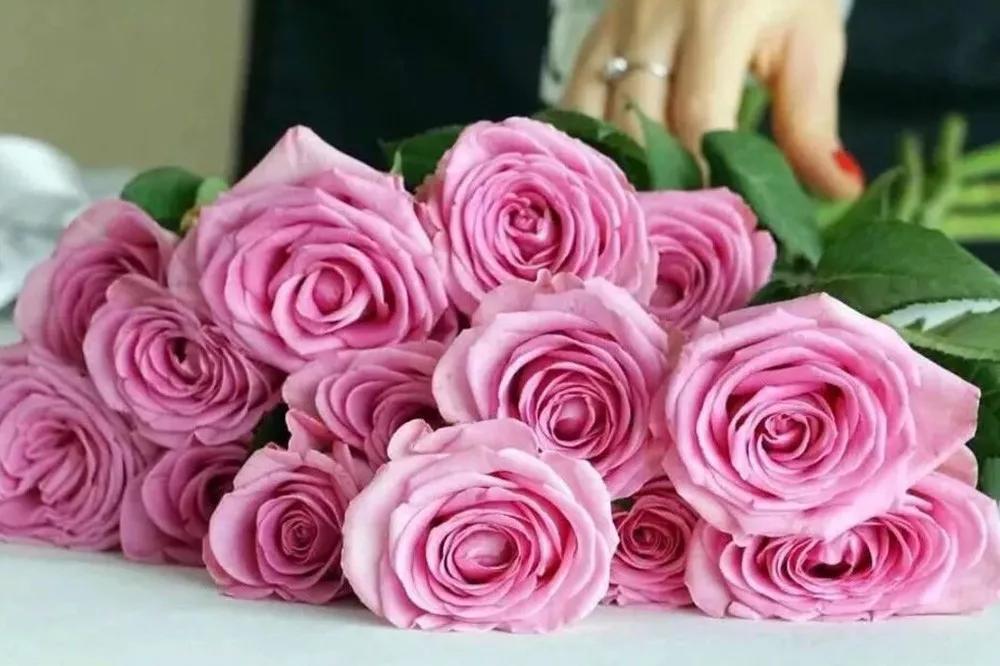 花店常用玫瑰花品种大全,一篇文章带你认识三亚40种花