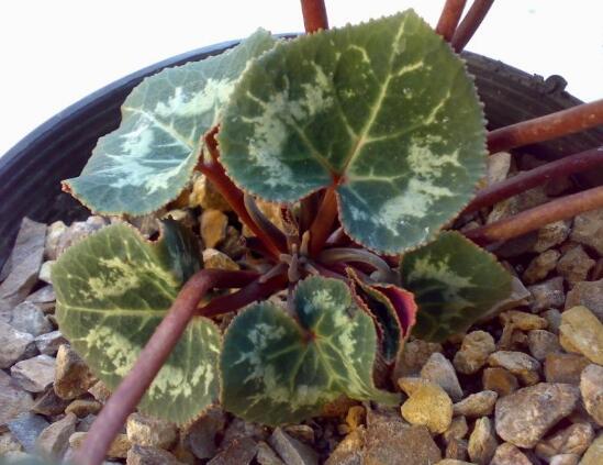 仙客来烂根怎么办,仙客来烂根处理方法