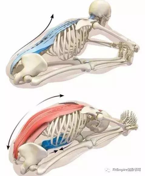如何提高深蹲伸髋力量,深蹲和硬拉锻炼的肌肉部位图