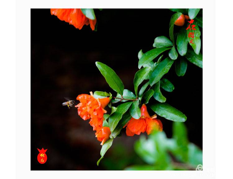 石榴花古诗词唯美,石榴花古诗词