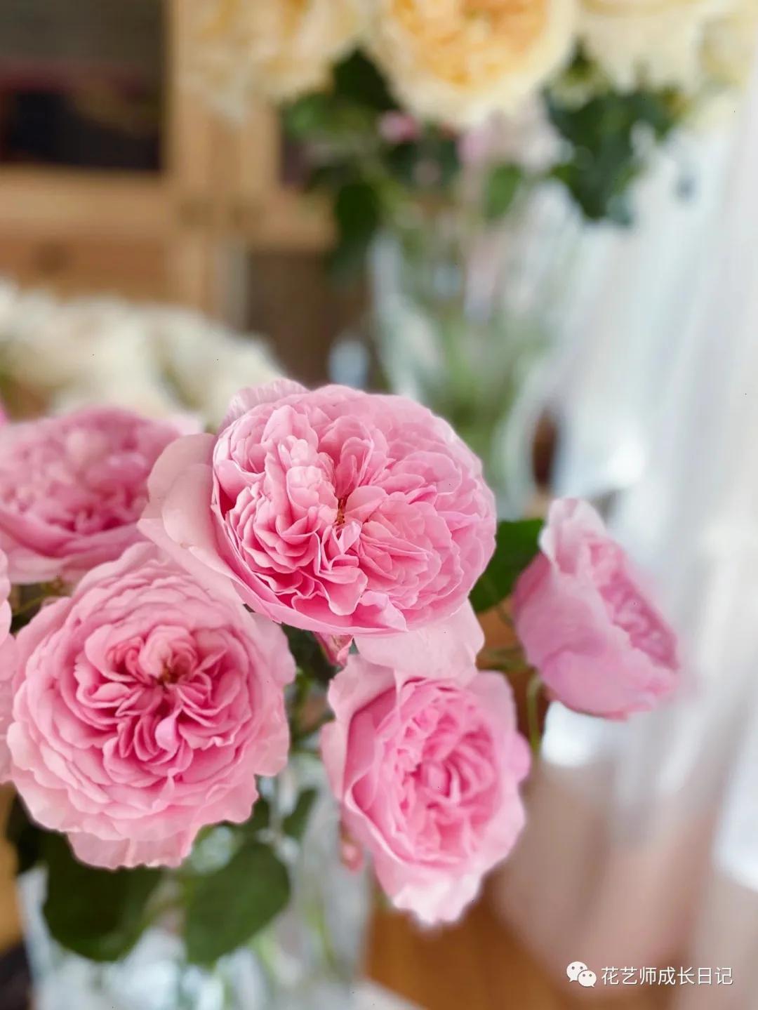 五号香水玫瑰花,100朵粉色玫瑰