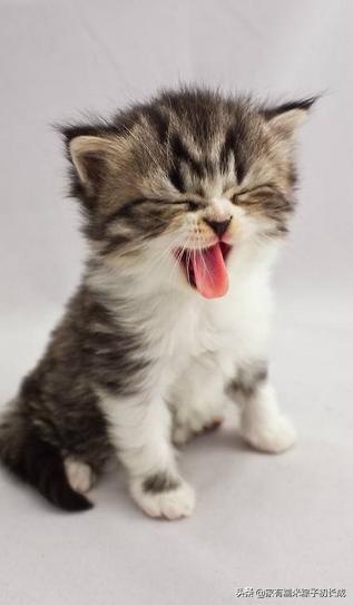 猫咪之间交流不会喵喵叫,猫咪是如何和别的猫说话的