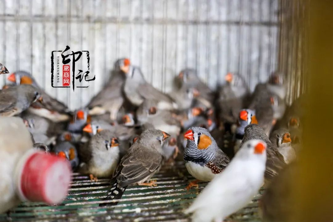 商丘道北花鸟批发市场,商丘花鸟宠物市场