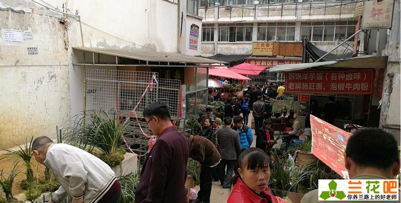 兰花买卖视频,云南兰花最新交易价格