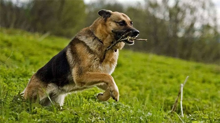 别随便摸狗狗这5个地方，很容易被咬！