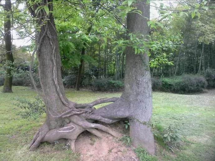 18岁明宪帝为35岁丑女,把16岁漂亮皇后打入冷宫,难道有恋母情结