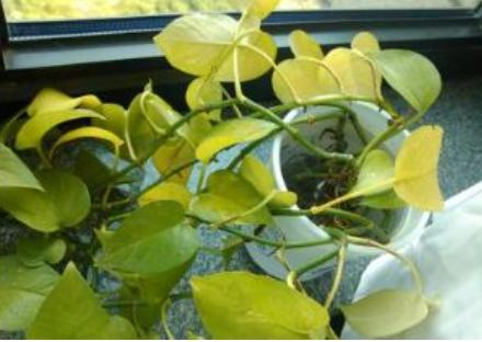 绿萝怎么养不会让它死,绿萝怎么补救最快最有效