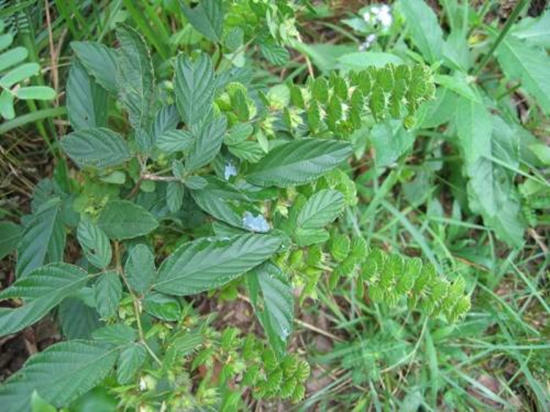 农村的一种草叶子小有刺很长,农村路边长得像凤尾的一种草