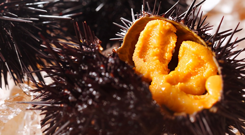 三亚海胆几月份吃最佳,海南这个季节的海胆没有肉么