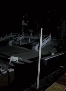 搞笑民间篮球gif,少林足球搞笑gif图片